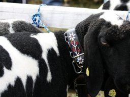 tscheggenausstellung axams 183